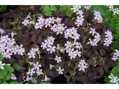 Oxalis triangularis