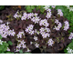 Oxalis triangularis 