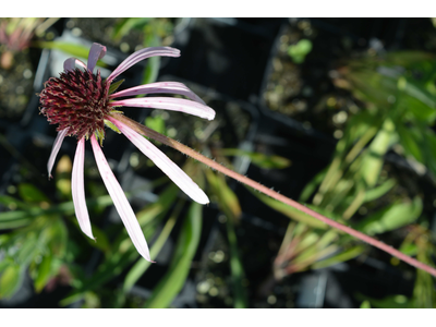 Echinacea pallida