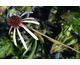 Echinacea pallida None