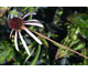 Echinacea pallida