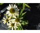Echinacea purpurea Cleopatra