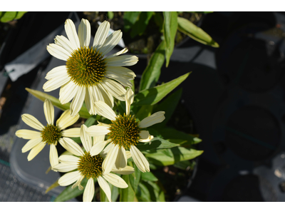 Echinacea purpurea