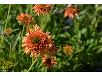 Echinacea purpurea