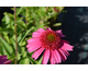 Echinacea purpurea