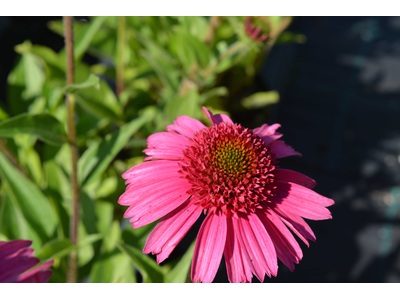 Echinacea purpurea