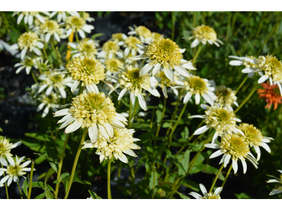 Echinacea purpurea