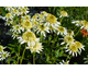 Echinacea purpurea Ferris Wheel ®