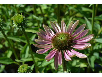 Echinacea purpurea