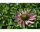 Echinacea purpurea Green Twister