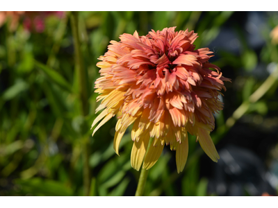 Echinacea purpurea