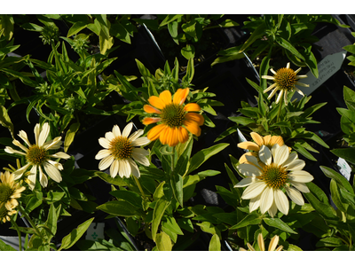 Echinacea purpurea