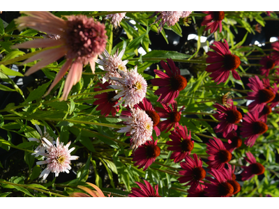 Echinacea purpurea