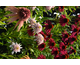 Echinacea purpurea 