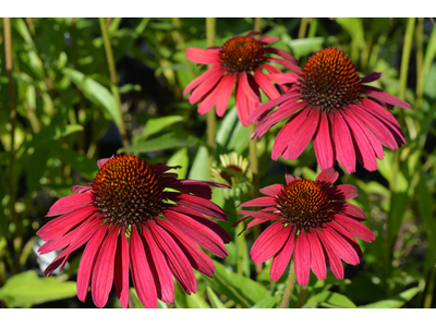 Echinacea purpurea