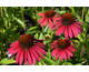 Echinacea purpurea