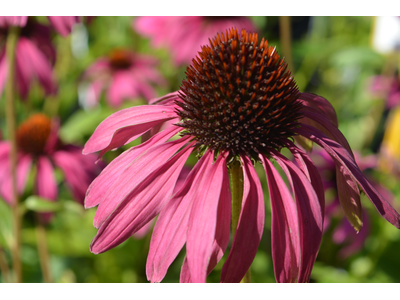 Echinacea purpurea