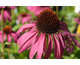 Echinacea purpurea