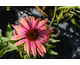 Echinacea purpurea Rainbow Marcella ®
