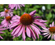 Echinacea purpurea