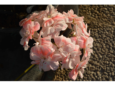 Pelargonium