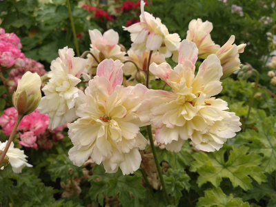 Pelargonium