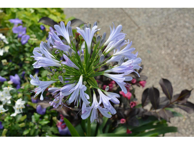 Agapanthus africanus