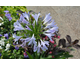 Agapanthus africanus Blue Infinity