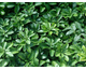 Pachysandra terminalis None