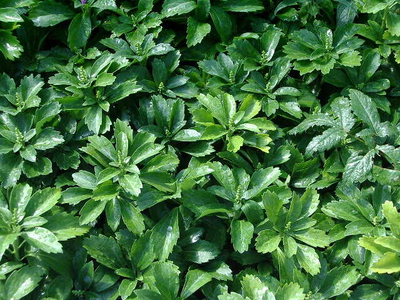 Pachysandra terminalis