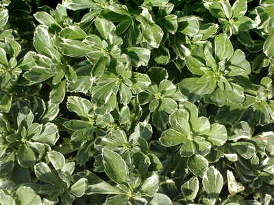 Pachysandra terminalis