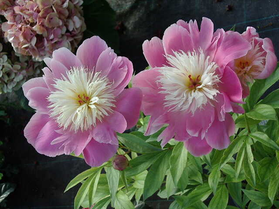 Paeonia lactiflora