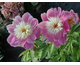 Paeonia lactiflora Bowl of Beauty