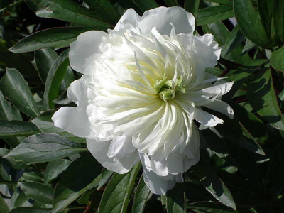 Paeonia lactiflora