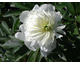 Paeonia lactiflora Duchesse de Nemours