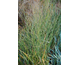 Panicum virgatum Heavy Metal