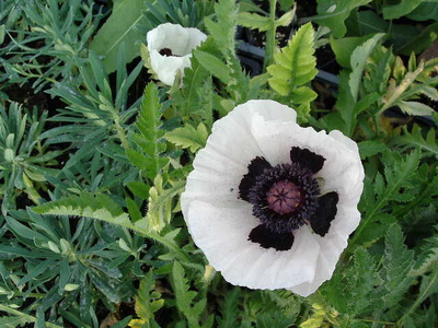 Papaver orientale