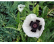 Papaver orientale Royal Wedding