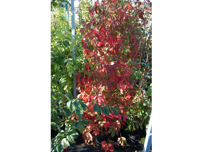 Parthenocissus quinquefolia