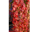 Parthenocissus tricuspidata Veitch Boskoop