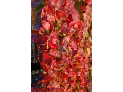 Parthenocissus tricuspidata