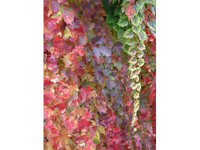 Parthenocissus tricuspidata