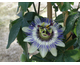 Passiflora caerulea