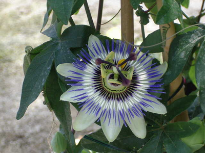 Passiflora caerulea