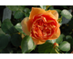 Rosa Pat Austin