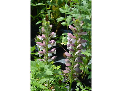 Acanthus