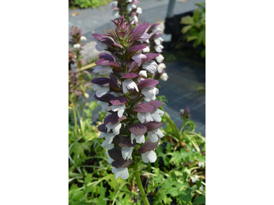 Acanthus hungaricus