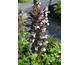 Acanthus hungaricus White Lips