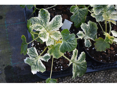 Acanthus mollis