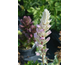 Acanthus mollis Whitewater ®